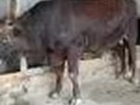 ষাঁড়, লাল স্টেপ গরু — ছবি 6
