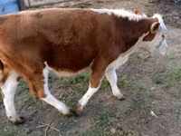 Bulle, Swiss cattle — Foto 7