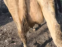 গাভী, Swiss cattle — ছবি 8
