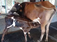 গাভী, বিফালো — ছবি 2