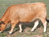 গাভী, Aubrac cattle — ছবি 4