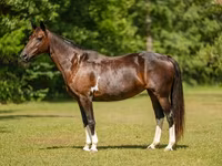 فرس, American paint horse — الصورة 4