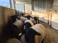 ভেড়ার পাঁঠা, White Suffolk sheep — ছবি 1