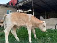 ষাঁড়, মঁবেলিয়ার্ড — ছবি 3