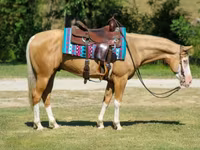 حصان, Palomino — الصورة 5