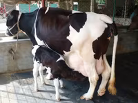 গাভী, বিফালো — ছবি 2