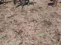घोड़ी, Horse breed — फ़ोटो 1