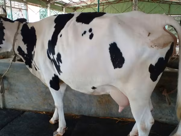 Vaca, Raza Holstein — Bangladés