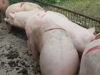 পুরুষ শূকর, Крупная белая — ছবি 2
