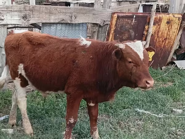 गाय, Latvian Blue cattle