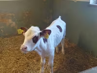 Kuh, Simmental cattle — Foto 1