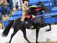 घोड़ा, Rocky Mountain Horse — फ़ोटो 2