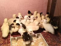 Ducks — ছবি 1