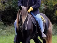 घोड़ी, Rocky Mountain Horse — फ़ोटो 2