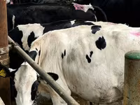 Cow, Swiss cattle — photo 5