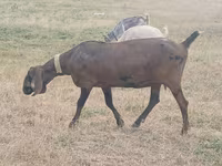 Cabra, Nubian Goat — foto 3