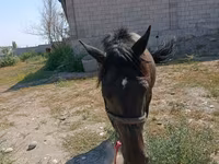 घोड़ी, Skyros Pony — फ़ोटो 2