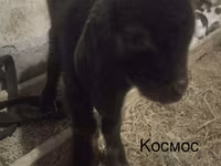 Cabro, Kamori goats — foto 6