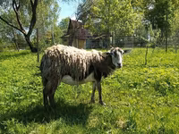 Cabra, Kejobong goat — foto 1