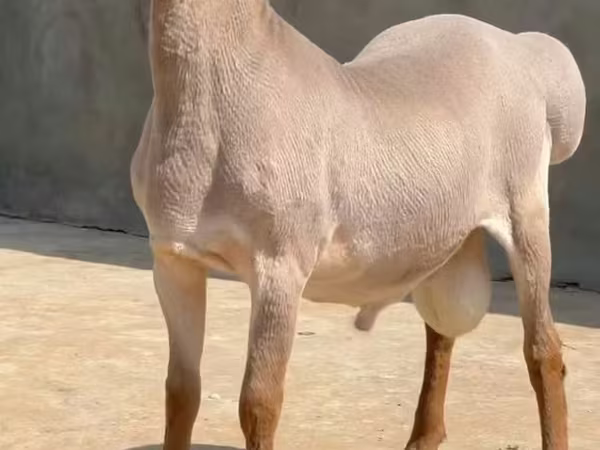 كبش, Rhon sheep