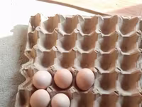 Chickens — ছবি 3
