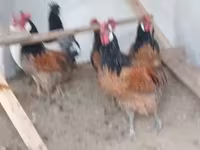 Chickens — ছবি 1