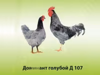 Marrón Lohmann — foto 1