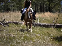 Caballo, Gypsy horse — foto 7