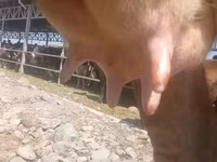 गाय, अलाताऊ नस्ल — फ़ोटो 6