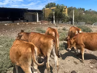 Vaca, Raza Jersey — foto 1