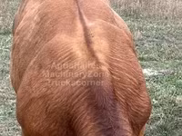 Bulle, Limousin-Kuh — Foto 4