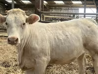 গাভী, Charolais cattle — ছবি 1