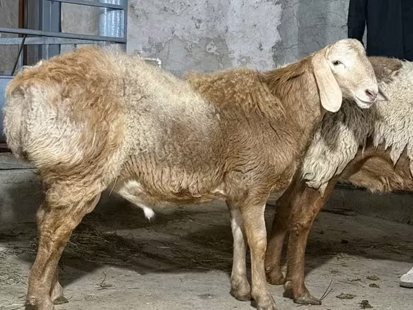 كبش, الأغنام