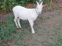Cabro, Saanen goat — foto 4