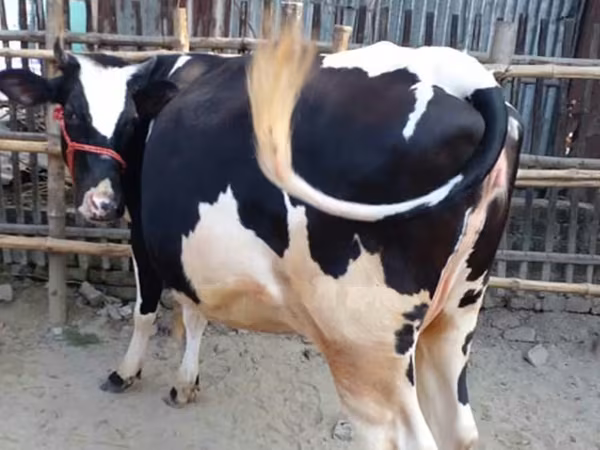 গাভী, বিফালো — বাংলাদেশ