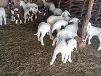 نعجة, Awassi sheep — الصورة 1