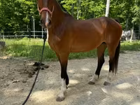 घोड़ी, Dutch warmblood horse — फ़ोटो 5