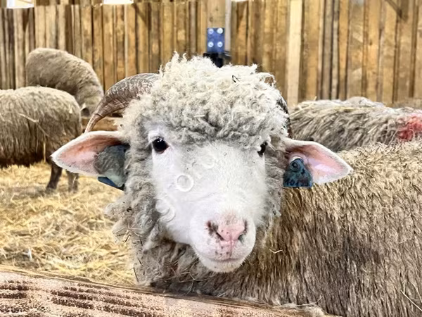 نعجة, Kuibyshev sheep