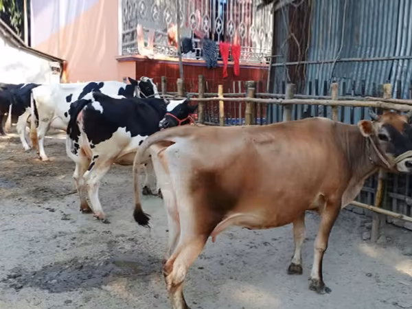 গাভী, গরু — বাংলাদেশ