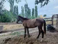 Yegua, French Trotter — foto 1