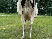 Kuh, Holstein-Rasse — Foto 2