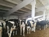 Bulle, Holstein-Rasse — Foto 6