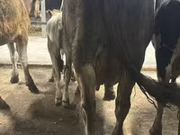 Kuh, Ukrainian Brown Dairy Cattle — Foto 4