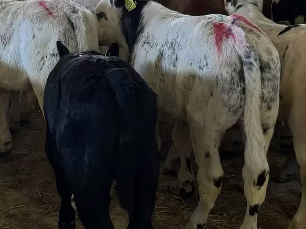 Toro, Ganado vacuno