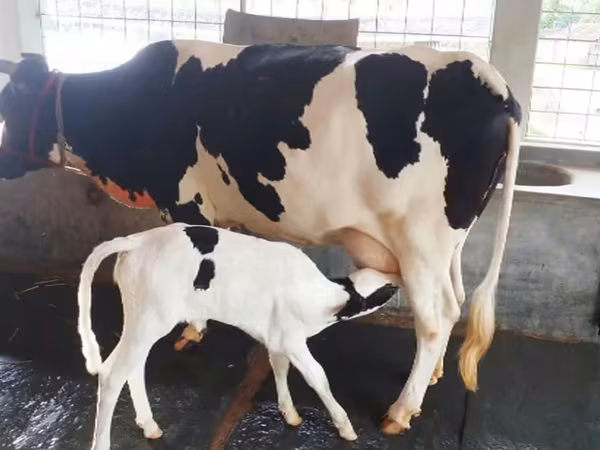 গাভী, বিফালো — বাংলাদেশ