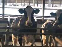 Bulle, Holstein-Rasse — Foto 1