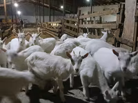 ছাগী, Saanen goat — ছবি 2