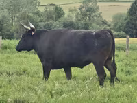 गाय, वाग्यू — फ़ोटो 6