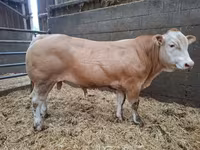 Bulle, Blonde d’Aquitane cattle — Foto 4