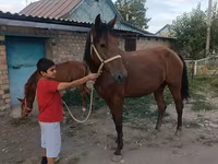 घोड़ी, Thoroughbred horse — फ़ोटो 7